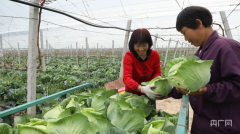 完美电竞app【春日里的中国】葡萄架下蔬菜旺果蔬套种两丰收